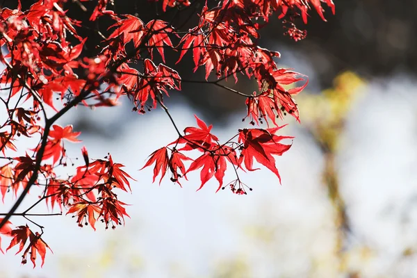 Rote Ahornblätter — Stockfoto