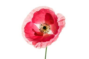 Kırmızı gelincik çiçeği