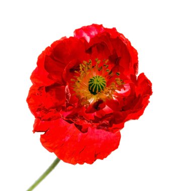 Kırmızı gelincik çiçeği