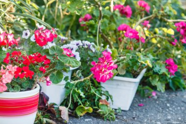 Sardunya çiçek çiçeklenme