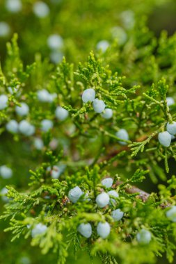 Yeşil doğa arkaplanı