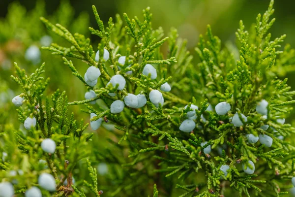 Groene natuur achtergrond — Stockfoto