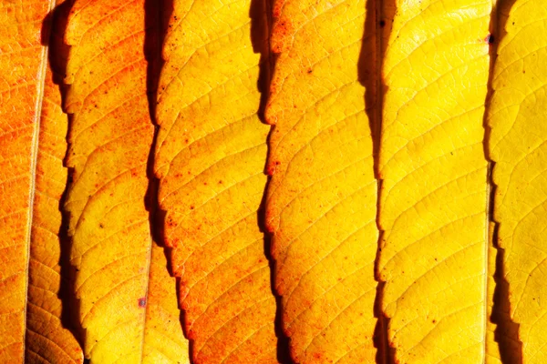 Herbstblätter — Stockfoto