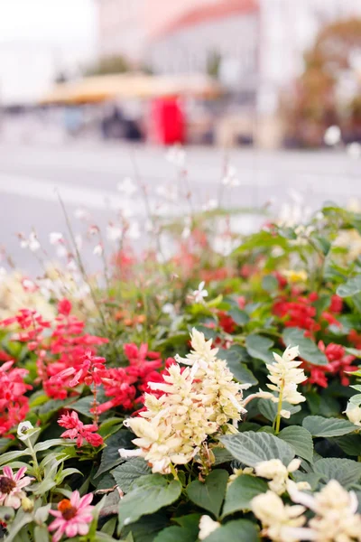 Straße in Töpfen Blumen — Stockfoto