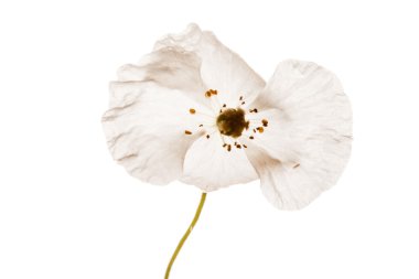 Beyaz haşhaş çiçeği