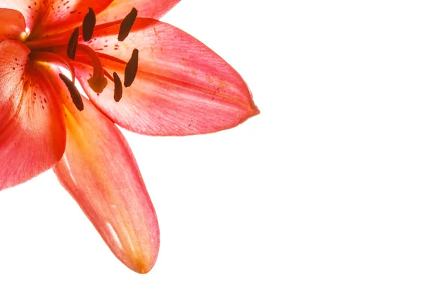 Roze lily bloem — Stockfoto