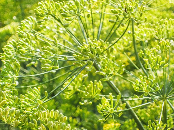 녹색 회 향 꽃 — 스톡 사진