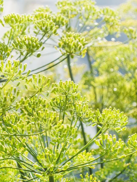 Flores de endro verde — Fotografia de Stock