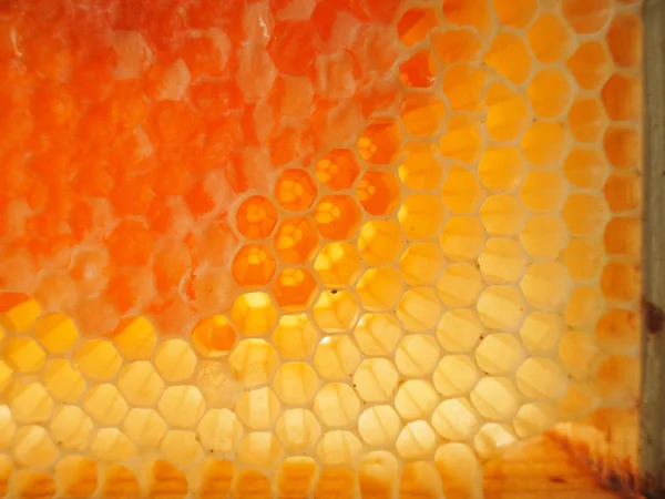 Med včelí úl pozadí — Stock fotografie