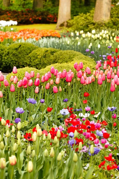 春の庭は色とりどりのチューリップが — ストック写真