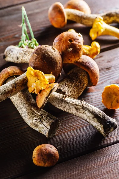 Podzimní syrové houby — Stock fotografie