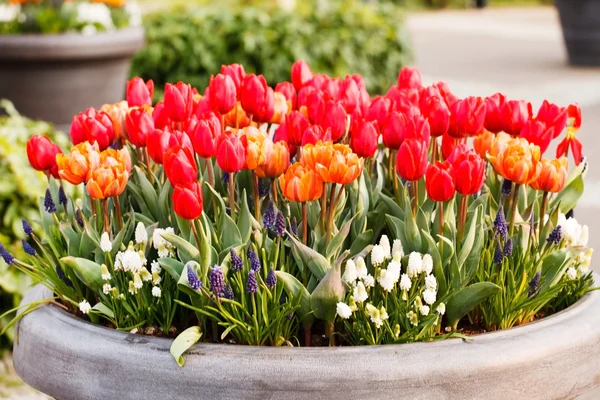 Garden bed of tulip flowers — Stock Image Garden bed of tulip flowers Stock Image