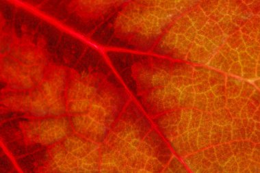 kırmızı yaprak dokusu