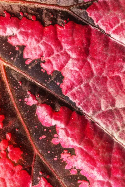 Tekstur daun merah — Stok Foto