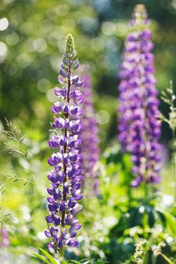 yabani çiçek açan lupines