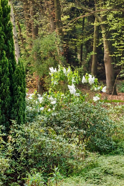 Grønn vårhage – stockfoto