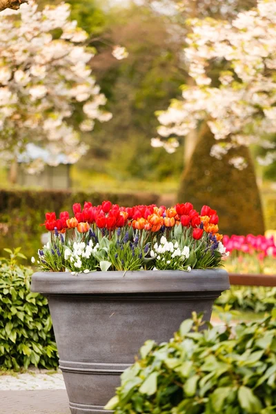 Colorido jardín de primavera — Foto de Stock