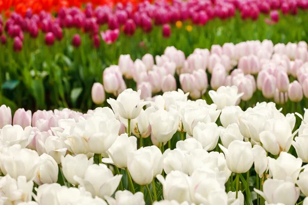 Barevné tulipány v jarní zahradě — Stock fotografie