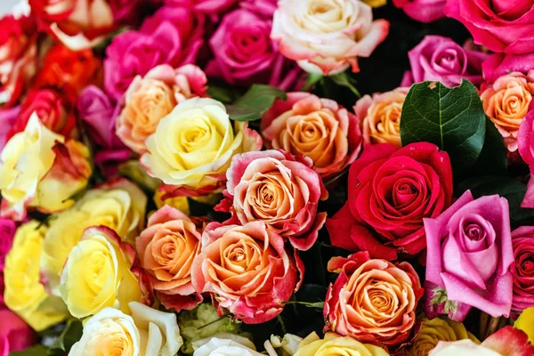 Rosor blommor bakgrund — Stockfoto