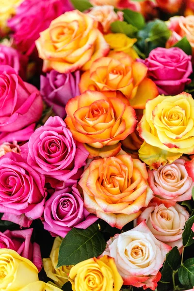 Roses flowers background — Stock Photo, Image