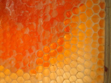 Bal arı kovanı arka plan