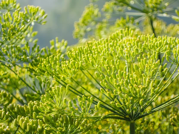 Flores de endro verde — Fotografia de Stock