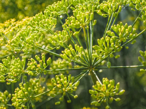Květ zelený kopr — Stock fotografie