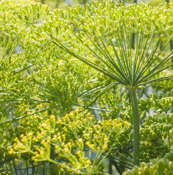 Fleurs d'aneth vert — Photo