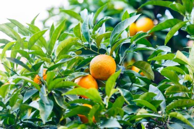 Mandalina ağacı dal