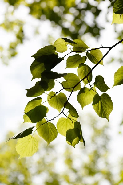 Green branches with leaves — Stock Photo, Image