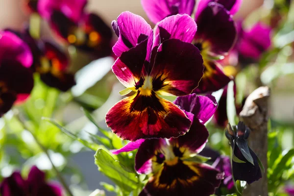 Nice spring flowers — Stock Photo, Image