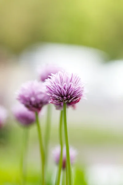 Mooi Lentebloemen — Stockfoto