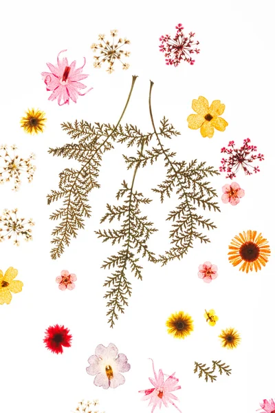 Lato kwiatów i roślin — Zdjęcie stockowe