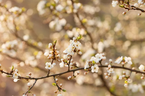 Kwitnący ogród wiosną — Zdjęcie stockowe