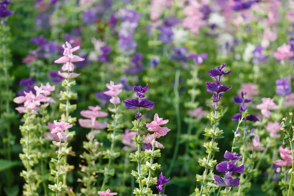 Purple wild flowers — Stock Photo, Image