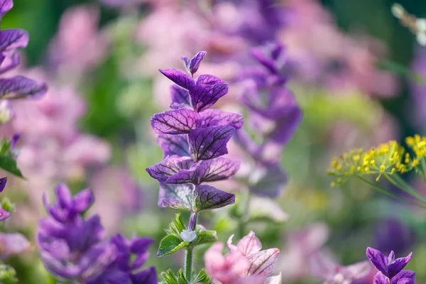 紫色野花 — 图库照片
