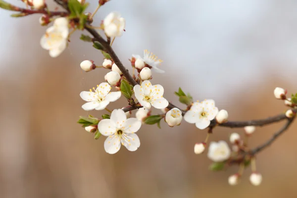 Printemps floraison jardin — Photo