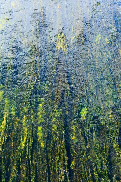 Groene algen in de rivier — Stockfoto