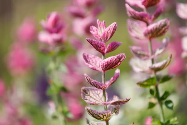 Paarse wilde bloemen — Stockfoto