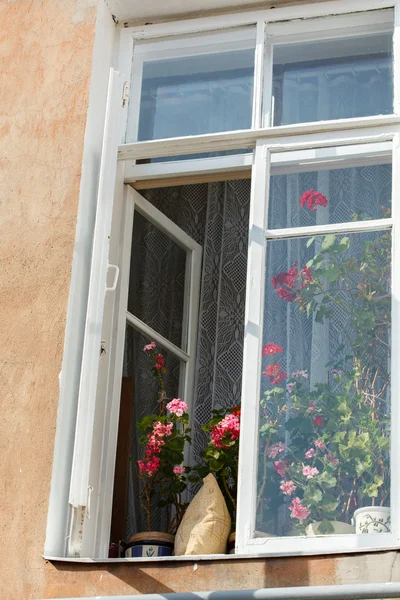 Schöne Blumen auf der Fensterbank — Stockfoto