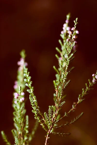 Blühende Heidekrautpflanze — Stockfoto