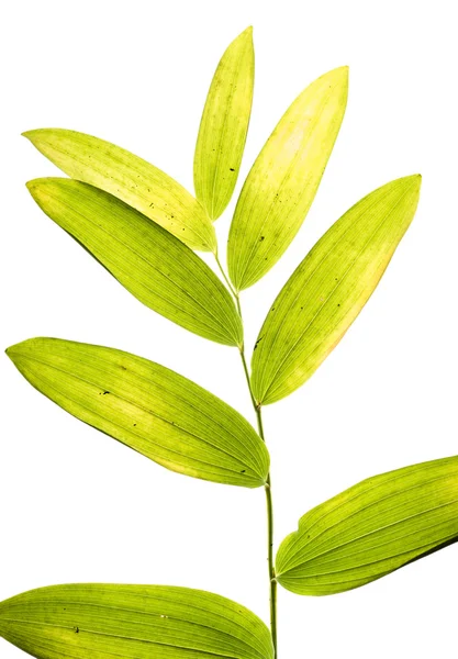 Jasne zielone liście — Zdjęcie stockowe
