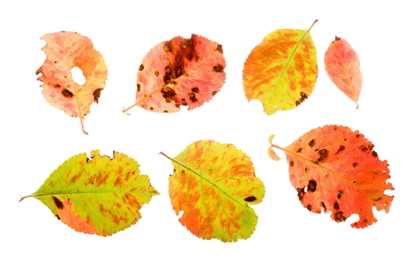 Autunno foglie di mirtillo — Foto Stock