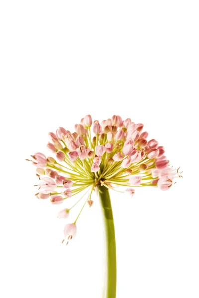 白で隔離されるニースの花 — ストック写真