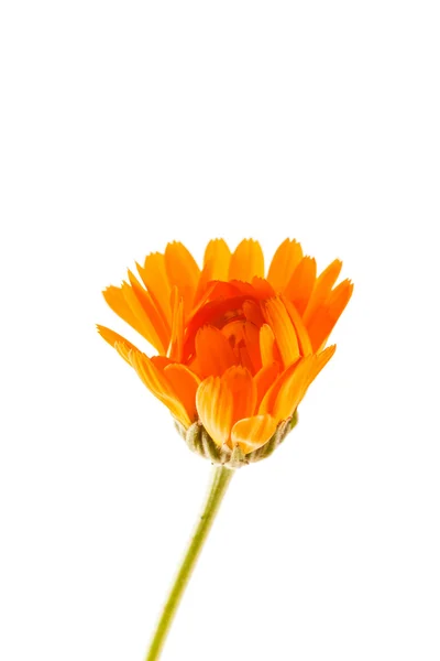 Calendula flower on white — Stock Photo, Image