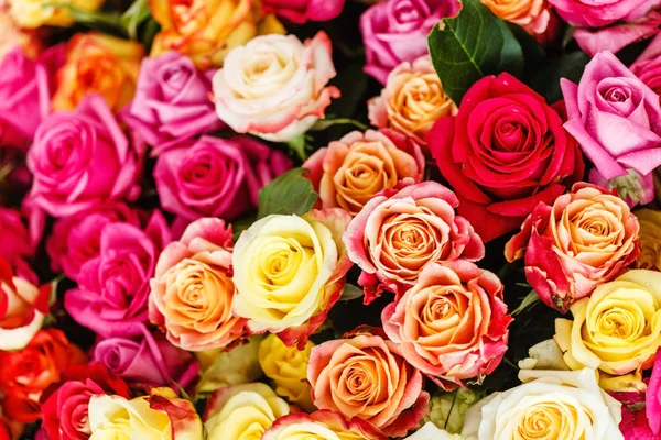 Roses flowers background — Stock Photo, Image