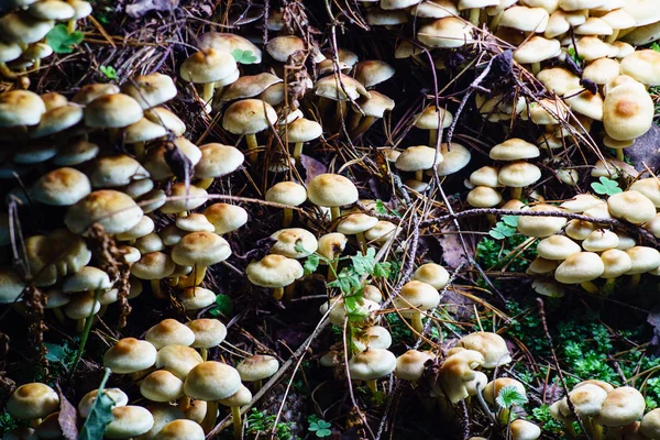 Poison forest mushrooms — Stock Photo, Image