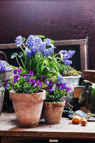 Flores de primavera em potes — Fotografia de Stock