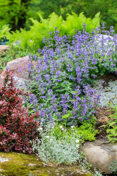 Summer green garden — Stock Photo, Image