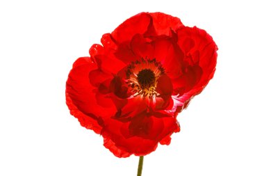 Kırmızı gelincik çiçeği